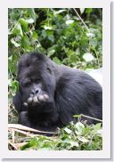 12SabyinyoGroup - 30 * Silverback Guhonda working the camera.